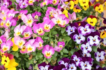 Fotobehang Viooltje パンジー  © kameko8080