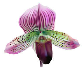 Lady slipper orchid - Paphiopedilum maudiae.
Realistic vector illustration of a tropical slipper orchid with purple, green, white striped petals on white background.
- 199796767