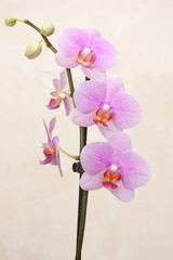 Beautiful purple Orchid flower on light beige background