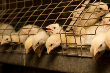 Obraz premium White chickens in a cage at the poultry farm.Industrial production of meat and eggs