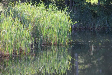 Green Reflection