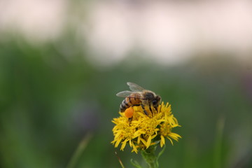 Yellow Flower, Yellow Bee