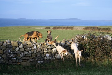 Hounds going over wall