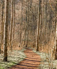 Woodland walk in late winter sunshine, Brockholes, Preston, Lancashire, UK