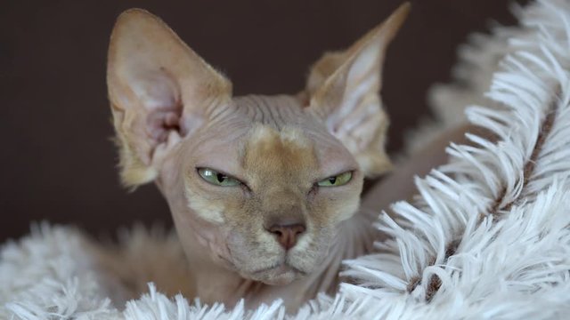 Sleepy Canadian Sphynx cat relaxing