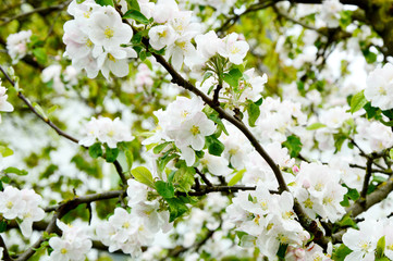 Blossom apple trees garden in the spring