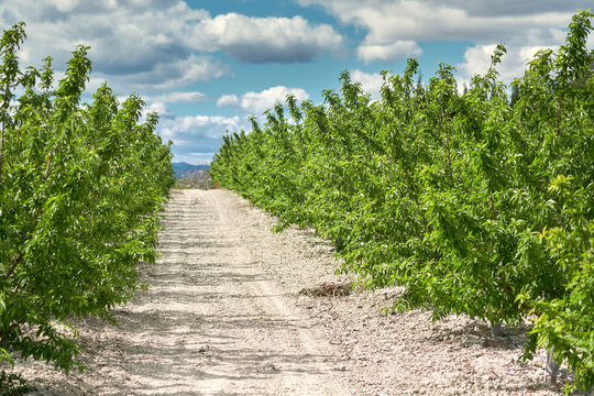 Grove of olive trees. Cieza, Murcia region. Spain