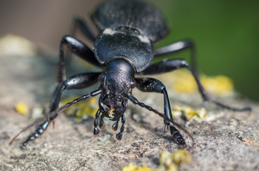 ground beetle