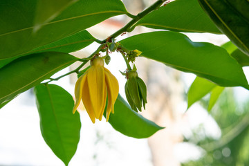 Obraz premium Ylang-Ylang Flowers on tree with ants