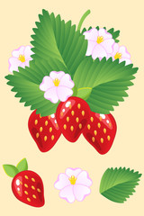 Ripe juicy red strawberries isolated with leaves and flowers.