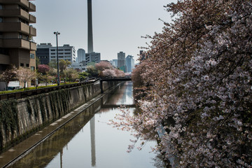 Meguro river