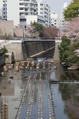 Meguro river
