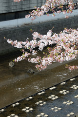 Meguro river