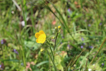 German Nature and Landscapes
