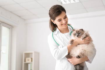 Young veterinarian holding cat in clinic - Powered by Adobe