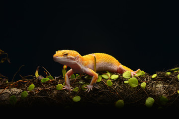 Smiley leopard Gecko Macro Photos