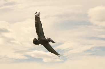 A Brown Pelican Soaring in a Partly Cloudy Sky