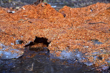 Sawdust on melted snow.