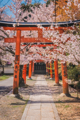 Fototapeta na wymiar 京都 - 吉田神社　桜