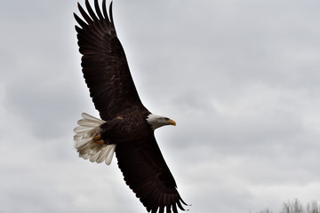 bird of prey hunting for his victim on the grass predatory bird
