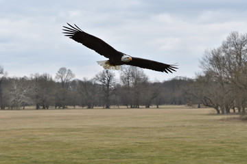 bird of prey hunting for his victim on the grass predatory bird