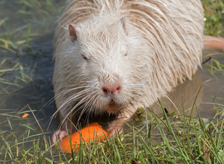 Coypu or river rat or nutria