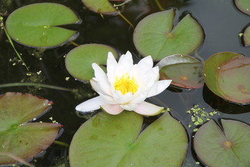 Seerose