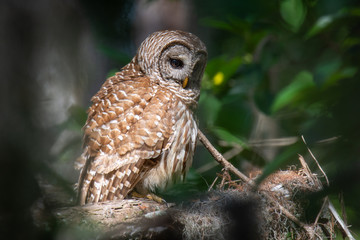 Barred Owl