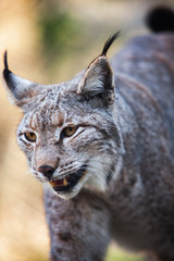 Luchs