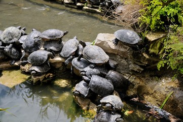 Turtles. A large family of turtles near a pond, sit on each other. Sigean safari park, France.