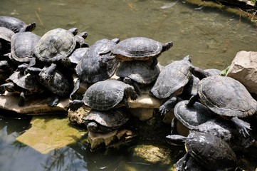 Fototapeta premium Turtles. A large family of turtles near a pond, sit on each other. Sigean safari park, France.