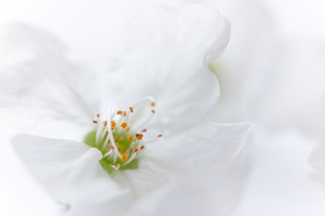Cherries on the tree