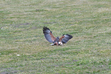 bird of prey hunting for his victim on the grass predatory bird