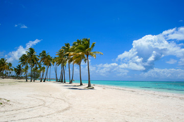 Relaxing Day under Palm Trees on Caribbean beach