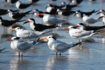 groupe d'oiseaux, ocean pacifique, nicaragua