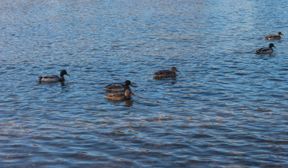 ducks on the water
