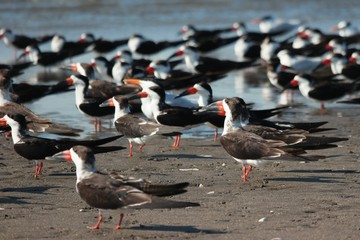 groupe d'oiseaux sur la plage, Las penitas, Nicaragua