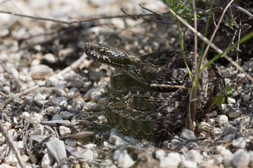snake, reptile, animal, viper	