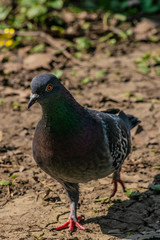 Pigeon in spring time