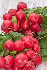 Links of fresh red organic radishes, Raphanus raphanistrum subsp. sativus 