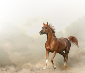 Graceful arabian stallion in prairies