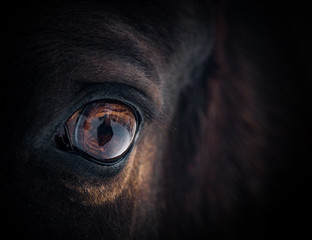 Obraz premium Piękne oko konia