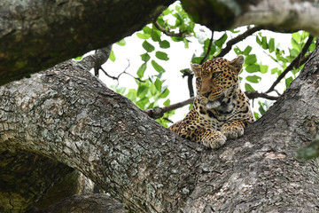 Leopard im Baum