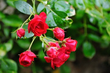 Fototapeta premium Branch of a red bush rose