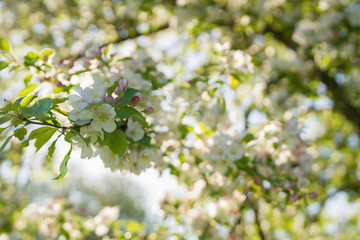 closeup blossoming apple tree with pink flowers in a garden