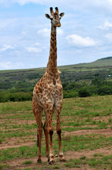 Afrikanische Giraffe