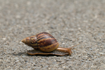A snails walking on concrete ground.