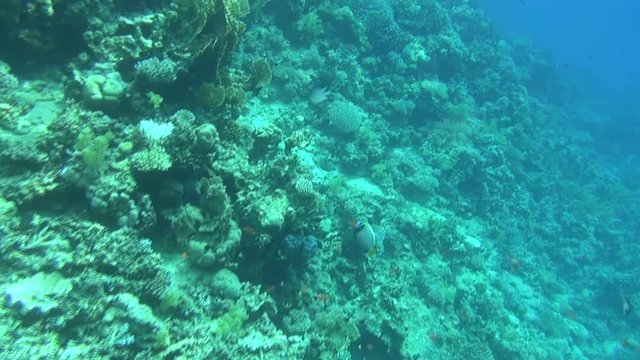 colorful fishes on reef dahab 33