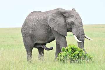 Naklejka premium Elefant