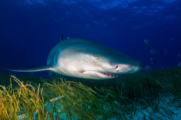 Lemon shark Bahamas
